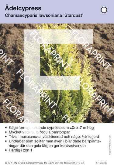 Chamaecyparis laws Stardust