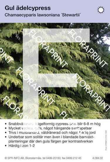 Chamaecyparis laws Stewartii