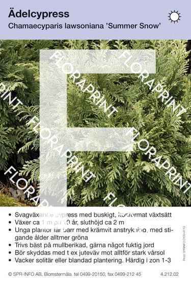 Chamaecyparis laws Summer Snow
