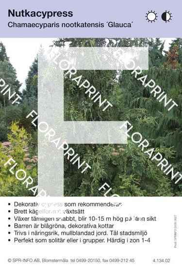 Chamaecyparis nootk Glauca