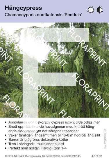 Chamaecyparis nootk Pendula