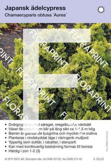 Chamaecyparis obtusa Aurea