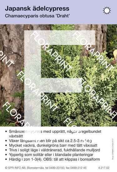 Chamaecyparis obtusa Draht