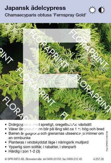 Chamaecyparis obtusa Fernspray Gold
