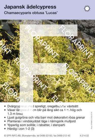 Chamaecyparis obtusa Lucas