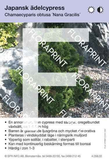 Chamaecyparis obtusa Nana Gracilis