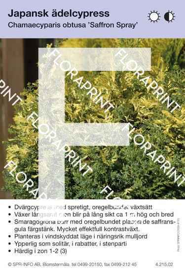 Chamaecyparis obtusa Saffron Spray