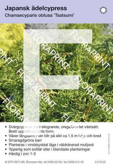 Chamaecyparis obtusa Tsatsumi