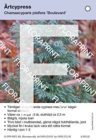 Chamaecyparis pisifera Boulevard