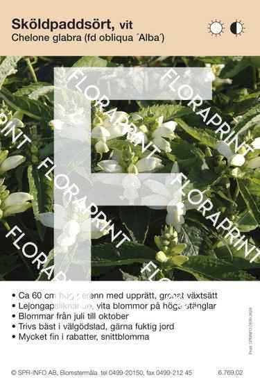 Chelone glabra (fd obliqua Alba)