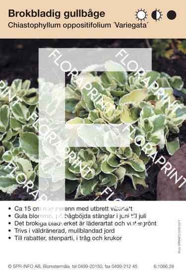 Chiastophyllum oppositifolium Variegata