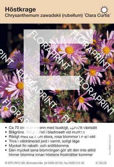 Chrysanthemum zawadskii (fd rubellum) Clara Curtis