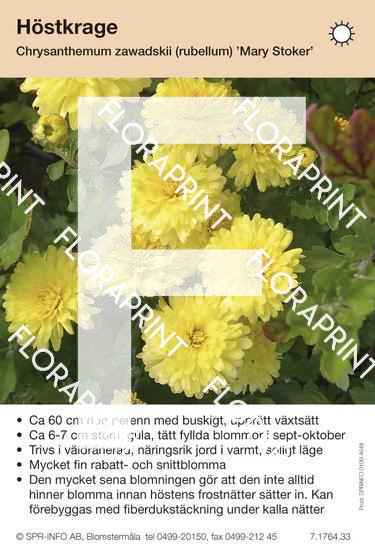 Chrysanthemum zawadskii (fd rubellum) Mary Stoker