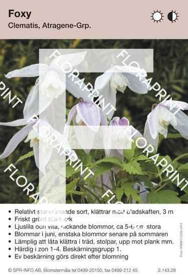 Clematis Foxy