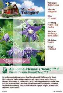 Clematis Georg E (M.e.t.)