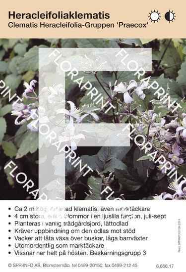 Clematis heracleifolia Praecox