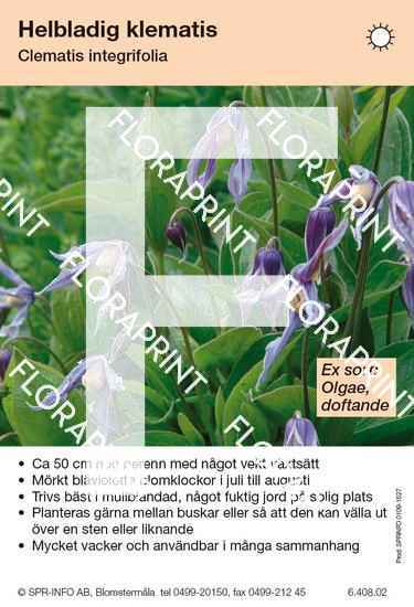 Clematis integrifolia (sorter:)