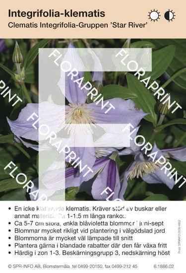 Clematis integrifolia Star River