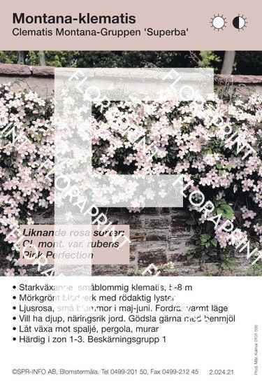 clematis_montana_superba_sorter Clematis montana Superba (sorter:)