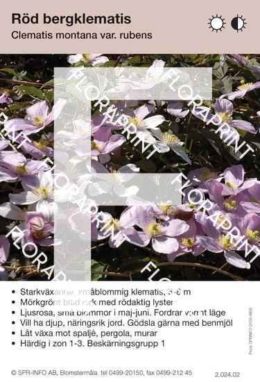 Clematis montana v. rubens