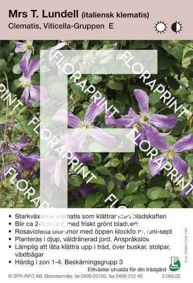 Clematis Mrs T. Lundell E