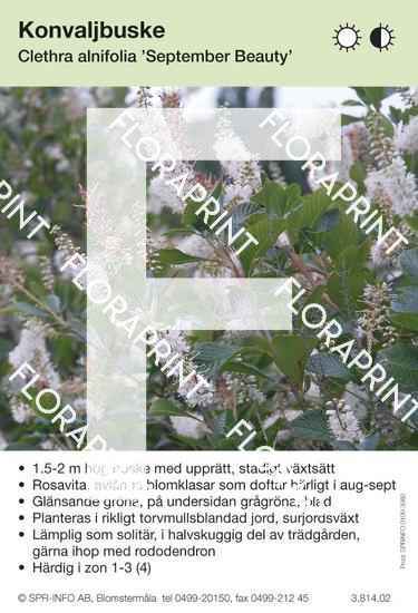 Clethra alnifolia September Beauty