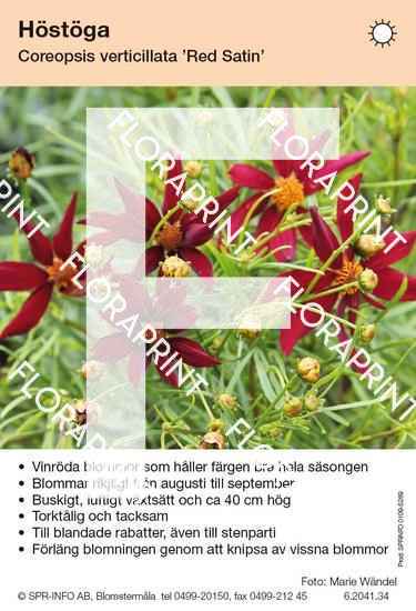 Coreopsis verticillata Red Satin
