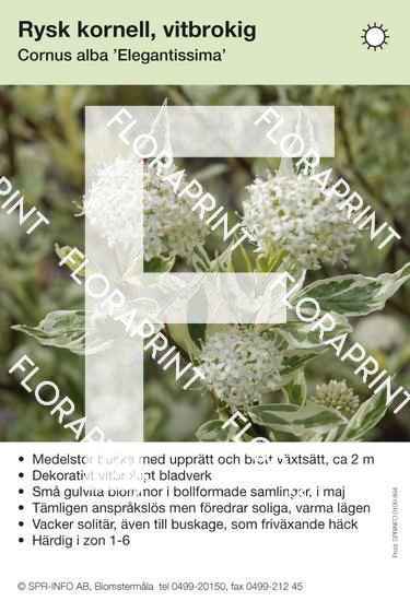 cornus_alba_elegantissima Cornus alba Elegantissima