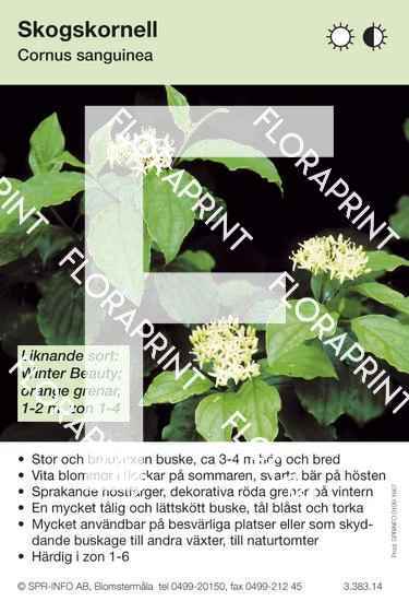 cornus_sanguinea Cornus sanguinea