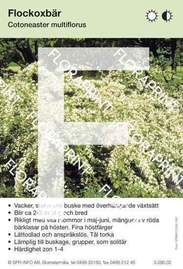 Cotoneaster multiflorus