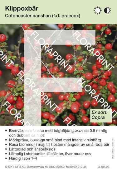 Cotoneaster nanshan, fd praecox (sorter:)