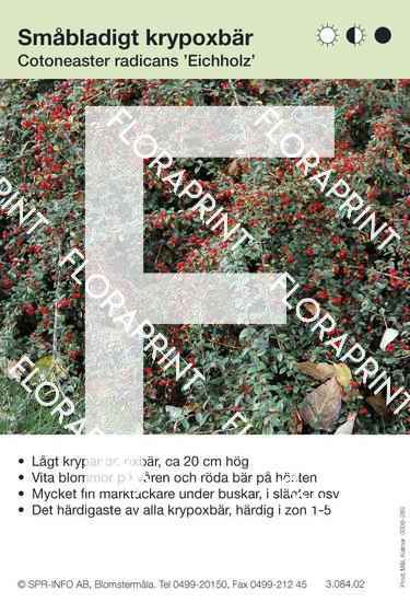 Cotoneaster radicans Eichholz