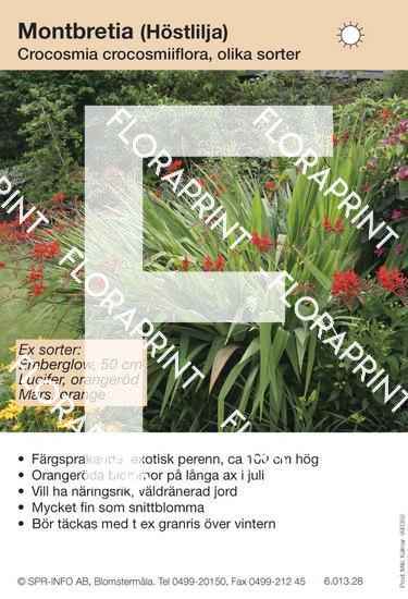 crocosmia_crocosmiiflora_allm_sorter Crocosmia crocosmiiflora allm (sorter:)