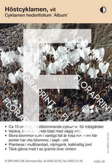 Cyklamen hederifolium Album