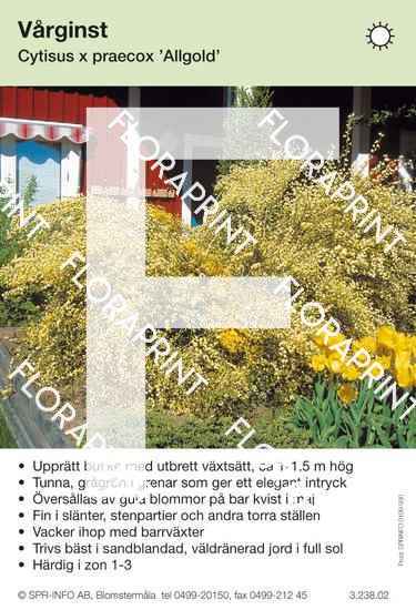 Blomkort 921-975.indd Cytisus praecox Allgold