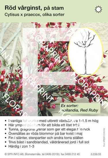 Cytisus praecox röd stam