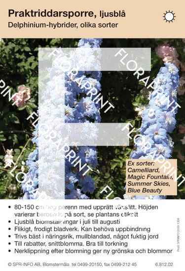 Delphinium allmän