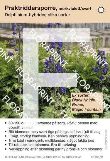 delphinium_allmaen_moerkviolett_svart_sorter Delphinium allmän, mörkviolett/svart (sorter:)
