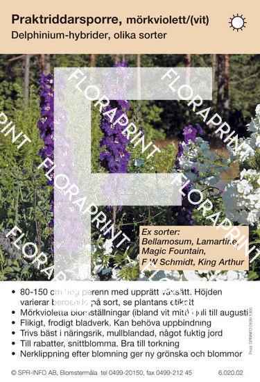 Delphinium allmän, mörkviolett/(vit) (sorter:)