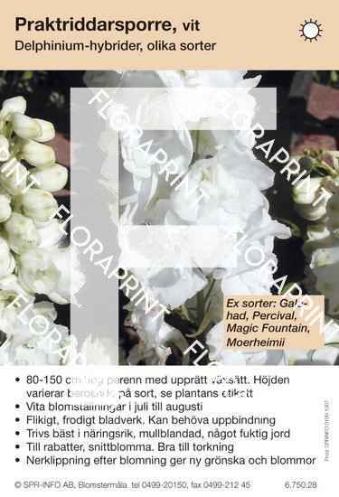 delphinium_allmaen_vit_sorter Delphinium allmän, vit (sorter:)