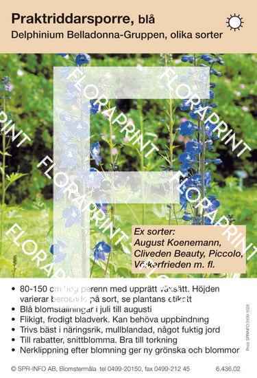 Delphinium Belladonna-Grp