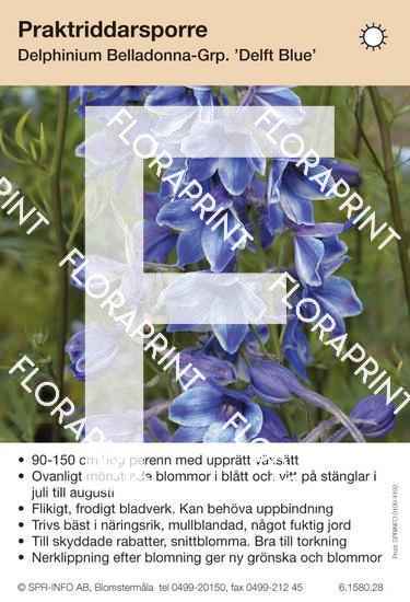 Delphinium Belladonna-Grp Delft Blue