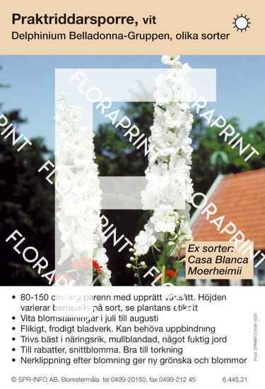 Delphinium Belladonna-Grp