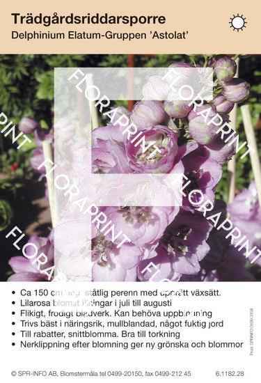 Delphinium Elatum-Grp Astolat