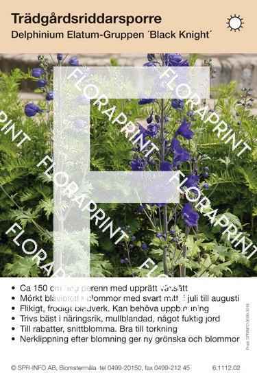 Delphinium Elatum-Grp Black Knight