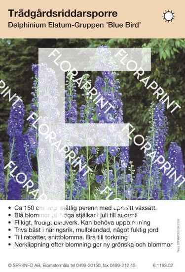 Delphinium Elatum-Grp Blue Bird