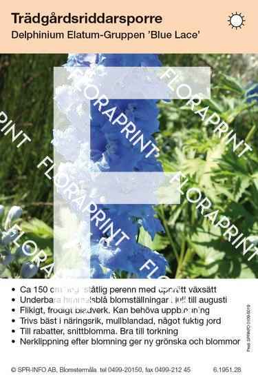 Delphinium Elatum-Grp Blue Lace