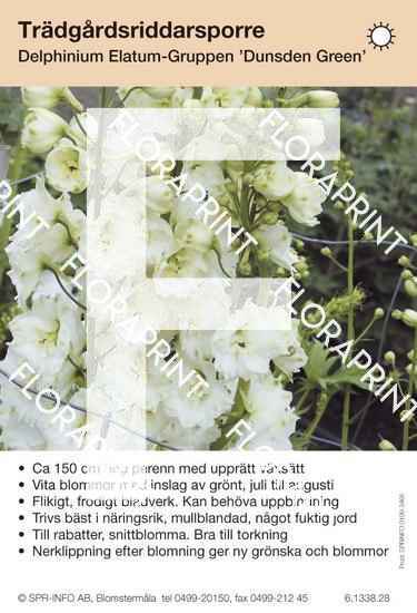 Delphinium Elatum-Grp Dunsden Green