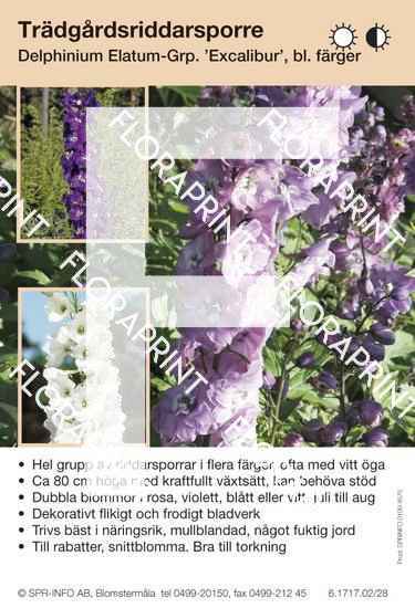 Delphinium Elatum-Grp Excalibur