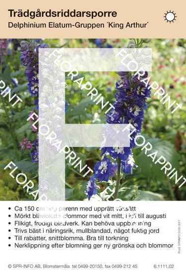 Delphinium Elatum-Grp King Arthur